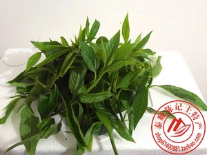 温州泰顺陈记一店特产野生清风丝大青叶野生空心菜金刚术现采250g