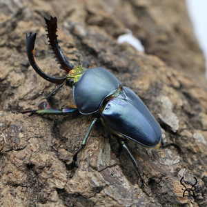 印尼金锹甲虫成虫入门幼虫活体爬虫另有长戟大兜虫毛象白条花金龟