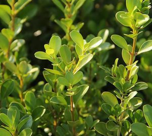 小叶黄杨又名瓜子黄杨 千年矮  绿化树苗 适种于室内或庭院  球形