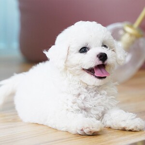 纯种白色比熊幼犬泰迪狗活幼体家庭卷毛贵宾犬长不大宠物狗小型犬