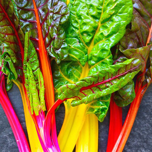 凤鸣雅世彩虹甜菜种子莙荙菜彩色种籽阳台盆栽四季秋冬季蔬菜种孑