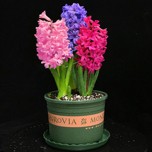 【年宵花】带芽带须风信子种球水培套装创意桌面盆栽花卉冬季