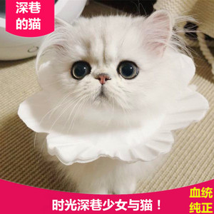 出售长毛猫白猫小型猫咪金吉拉猫活体幼猫纯种家养长毛幼崽绿眼