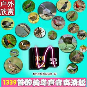 鸟叫声内存卡1399高清纯正清晰鸟音卡斑鸠竹鸡声音内存卡画眉叫声
