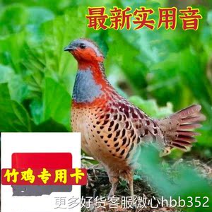 声音卡竹鸡卡蝼蛄音卡扩音器音媒机通用高清户外实战音卡浩军商城