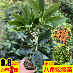 正宗高产八角树树苗矮化嫁接大红八角苗食用茴香木苗种苗杯苗包邮
