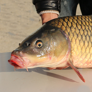 6052人付款淘宝安徽安庆太湖特产正宗翘嘴鱼干刁子鱼风干大鱼咸鱼白条