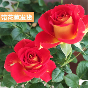 【原盆原土】双鱼座二乔月季花苗带花苞盆栽易活四季开花的花玫瑰