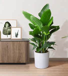 风水天堂鸟盆栽大叶鹤望兰家居盆景办公室橱窗装饰绿植绿叶室内