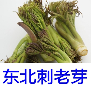 东北刺老芽种子 野生刺嫩芽籽 黑龙江山野菜辽东楤木刺老鸦芽菜