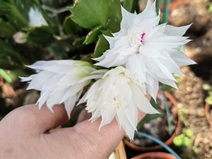 白重瓣嫁接蟹爪兰进口新品原盆带土黄重瓣枝条嫁接室内盆栽