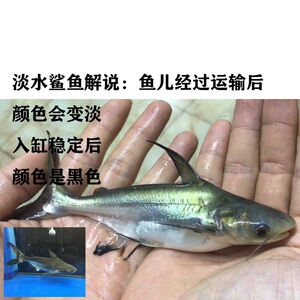 鲨鱼活鱼鲨鱼苗淡水鲨侏儒鲨热带虎鲨鱼观赏鱼活鲨大白化鲨黑鳍鲨