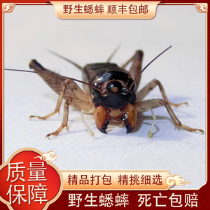 蟋蟀蛐蛐野生蟋蟀蛐蛐活物高级斗虫斗蟋蟀宁阳泗店宁津蟋蟀蛐蛐