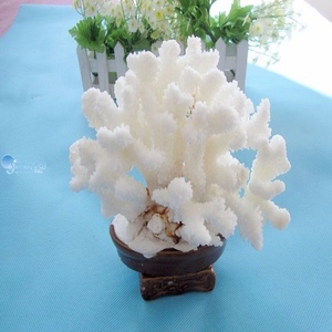 包邮天然海螺贝壳大珊瑚盆景14cm至17cm白珊瑚摆件