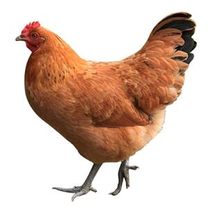 鲜三黄鸡-淘宝拼多多热销鲜三黄鸡货源拿货 - 阿里巴巴货源