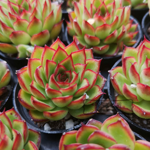 花花世界多肉萤火阿尔莱茵花月夜韩国进口杂交精品花卉绿植盆栽