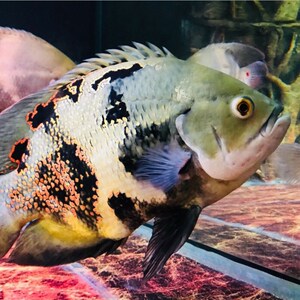 野生地图鱼活体观赏热带凶猛鱼奥图鱼龙虎配鱼大型鱼野图鱼大黄蜂