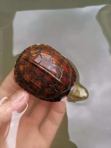 皖南小青龟苗乌龟活物观赏龟外塘水锈龟青头龟中华草金线草龟活体