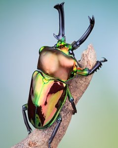 彩色欧洲风淘宝彩虹锹形虫 成虫 澳洲彩虹锹甲 昆虫甲虫宠物活体