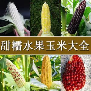 水果甜玉米种籽孑种子苗粘黑糯五彩春夏四季高产