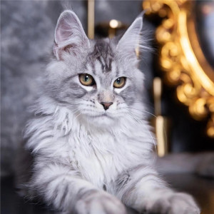 纯种缅因猫幼猫巨型猫宠物猫活体银虎斑棕虎俄罗斯猫森林猫大体猫