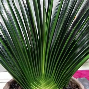 长春君子兰精品国兰