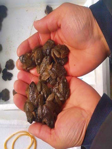 石蛙鲜活石蛙幼蛙 棘胸蛙苗 石冻生鲜水产宠物养殖活体包邮包活!