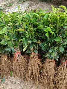 八月金桂花苗100棵包邮占地桂花苗常青桂花树苗广西八月桂花苗