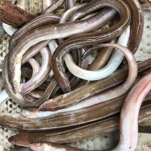 浙江东海现捕新鲜海鲜小七星鳗鱼 海鳗鱼海鳝 一斤3-7条规格 500g