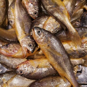 鱼新鲜黄瓜鱼醉香黄鱼腌制酒糟鱼红糟鱼糟香黄梅鱼300g*34人付款88