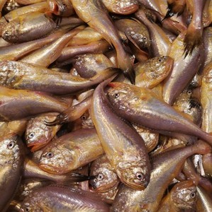 浙江东海现捕新鲜大头梅童鱼梅子鱼黄梅鱼大头宝1斤30条左右500g