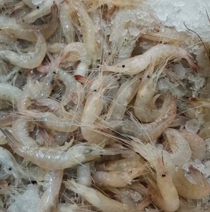 浙江东海海捕新鲜纯野生小白虾 小明虾 海虾海鲜水产宝宝辅食500g