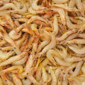 浙江东海现捕新鲜海虾黄扁虾小黄虾鲜虾海捕虾海鲜水产品500g