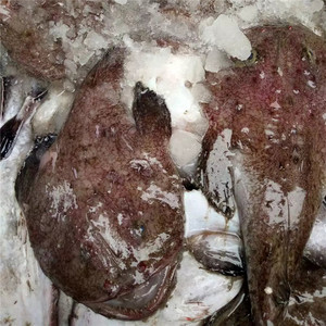 浙江省东海现捕新鲜海鲜 安康鱼 蛤蟆鱼 丑鱼 生鲜