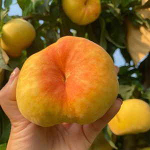 黄金蟠桃应季新鲜水果5斤扁桃子山东蒙阴黄蟠桃现摘现发黄肉大果
