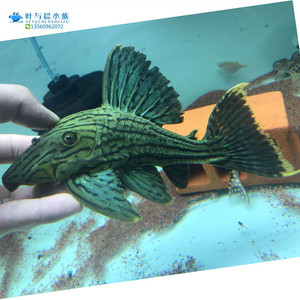 南美异型 l191绿皮皇冠豹清道夫淡水热带鱼观赏鱼活体宠物野生