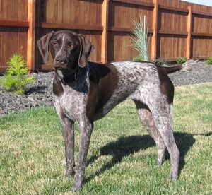 纯种波音达犬波音达猎犬活体幼犬德国搜寻追踪猎犬波音达幼犬猎犬