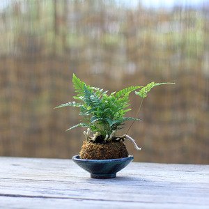 狼尾蕨 鹿角蕨肾蕨造型盆栽室内耐荫植物耐阴盆景桌面摆件包邮