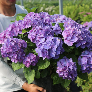 新品上架 史欧尼 大花绣球花苗八仙花盆栽花园阳台植物绿植花卉