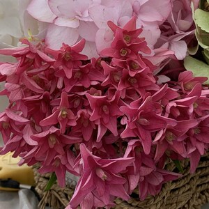 华彩园艺 绣球新品许愿星大花重瓣进口花卉盆景八仙花戴安娜王妃