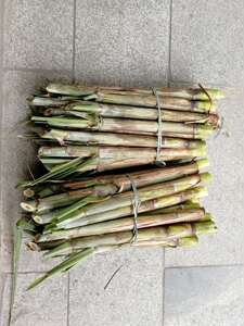 10根包邮黄皮甘蔗苗青皮甘蔗秧甘蔗种子甘蔗尾巴果皮甘蔗苗非黑皮