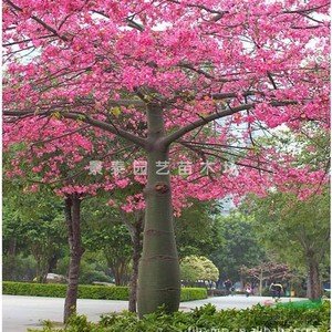 大腹木棉树苗