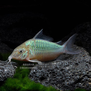 南美鼠鱼青铜鼠青铜b鼠工具鼠鱼老鼠鱼小型热带观赏鱼活体宠物