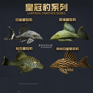 南美异型鱼皇冠豹鱼哥白哥绿皮雷神幽灵清道夫淡水观赏鱼活体宠物