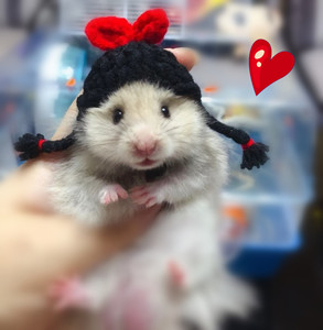 [小麻]2件包邮,仓鼠帽子可爱小辫子假发刺猬花枝荷兰猪松鼠熊龙猫