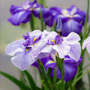 暖暖半岛 日本大花菖蒲 阳台水培盆栽花园花境绿化花卉进口品种