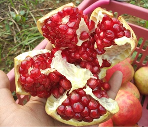 番石榴树果苗白心