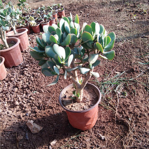 玉树黄金花月蓝鸟