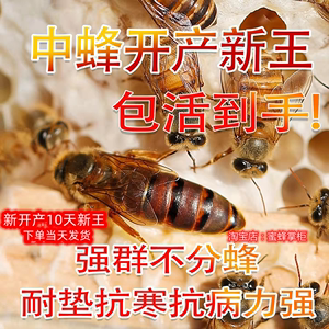 广西中蜂种王蜜蜂仓蜂纯种红背双色王开产黑黄王阿坝产卵高产土蜂