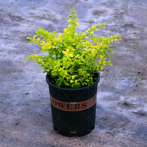 四季常青亮金叶女贞球冠棒棒糖盆栽庭院花镜造景苗园林绿化植物